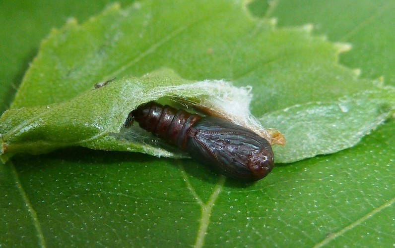 Pupa e adulto: Ptycholoma lecheana (Tortricidae)